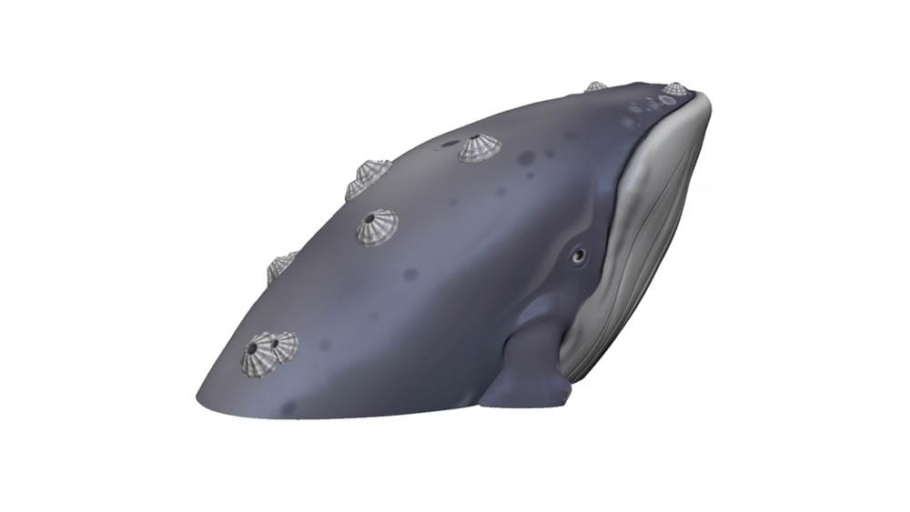A vibrant blue whale climber playground feature with realistic barnacles for children to climb on.